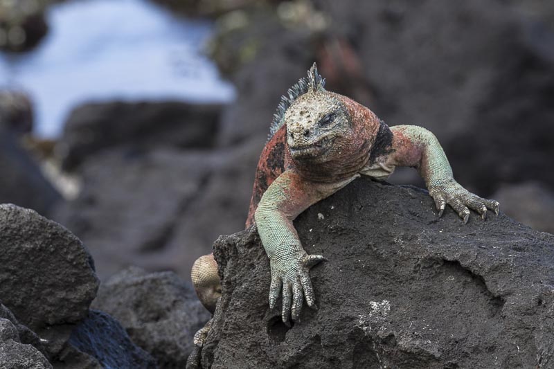 Fotoreise Galapagos Inseln