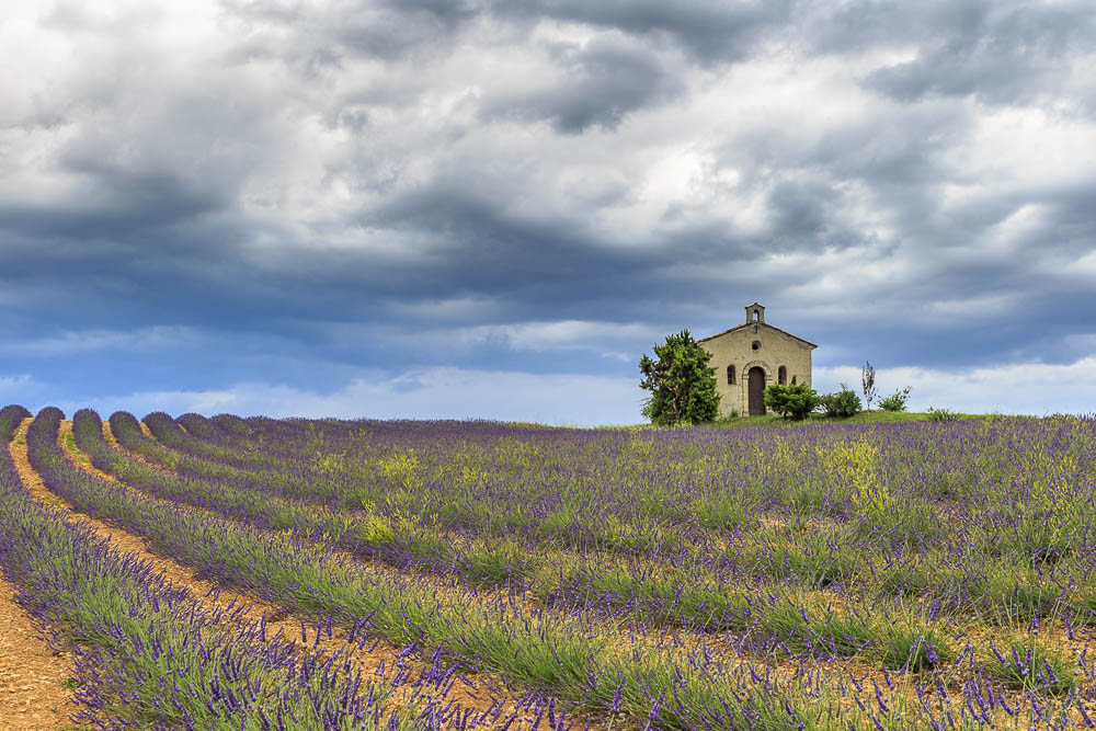 fotoreise-provence-lavendelblüte