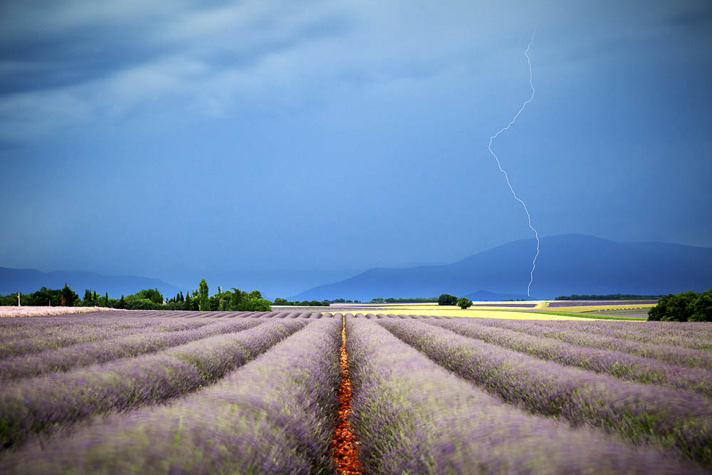 fotoreise-provence-lavendelblüte